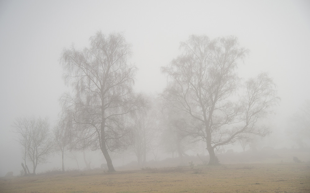 Winter Misty Day, Furzley Common 1